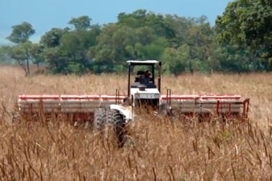 Muller TM 14 plantando soja stara 19 linhas