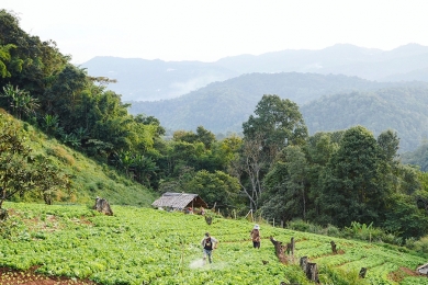 Família agrícola e árvore os dois maiores símbolos para o agronegócio brasileiro