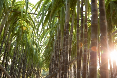 Preços agrícolas devem perder força na próxima década; emissões de gases aumentarão, diz FAO e OCDE