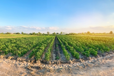 Agro paulista cresce 13,1% no ano