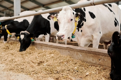 Exportação de carne bovina bate novo recorde em janeiro