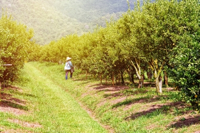 Goiás fomenta trabalho de agricultores