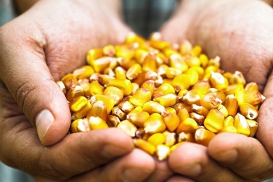USDA mantém estimativa de estoque para milho dos Estados Unidos