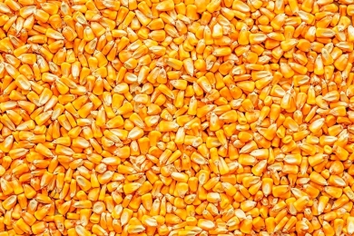 Colheita de milho atinge 94% das áreas em MT, diz Imea; Pátria vê 63,4% para Brasil