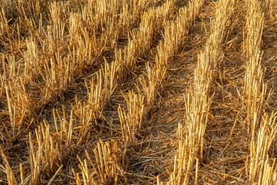 Tecnologia da Embrapa aumenta produtividade do milho de segunda safra