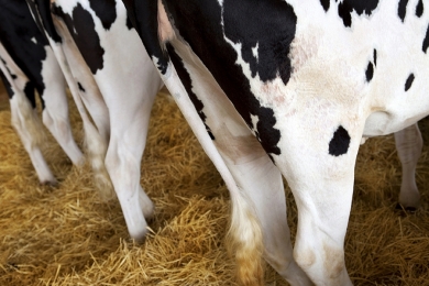 Caso de ‘vaca louca’ não afeta mercado de consumo