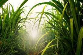 Fenasucro & Agrocana apresenta megatendências da bioenergia
