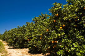 Produo global de laranja em 2023/24 deve subir 1,8%, para 48,82 mi de t