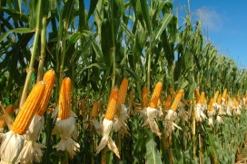 Colheita do milho avança e preços variam entre regiões