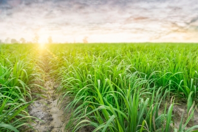Potencial de crescimento traz otimismo ao setor bioenergético brasileiro