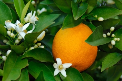 Citros: Produção global de laranja em 2023/24 deve subir para 47,4 mi de t
