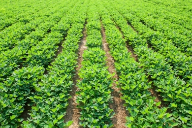 Tokenização global do agro é um mercado potencial de US$ 2,32 trilhões