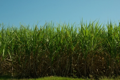 Fenasucro & Agrocana 2024 deve superar expectativas com crescimento de negócios em mais de 50%