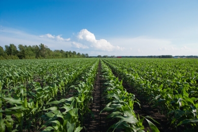 Agro Paulista registra superávit de 9,7% nos sete primeiros meses do ano