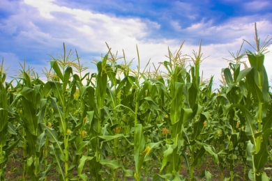 Safras estima aumento de mais de 6% na produção de milho