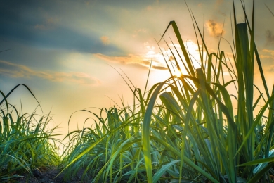 Mercado de crédito de carbono pode aumentar ganhos de produtores de cana