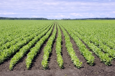 Feijão/Cepea: Clima favorece colheita
