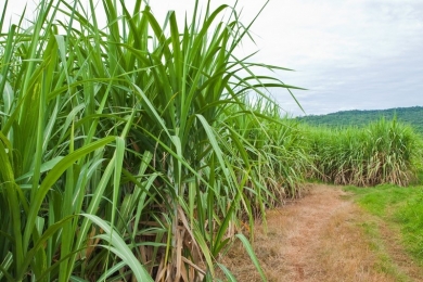 Vendas de hidratado têm crescimento de 17,3% na safra 24/25