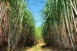 Moagem de cana do Centro-Sul cresce 34% na safra